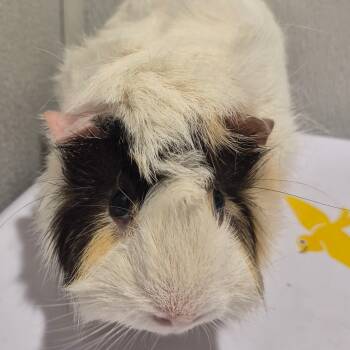 Rescue Guinea Pig Guinea Pigs for Adoption in Tampa, Florida - Buttermilk | PetCurious